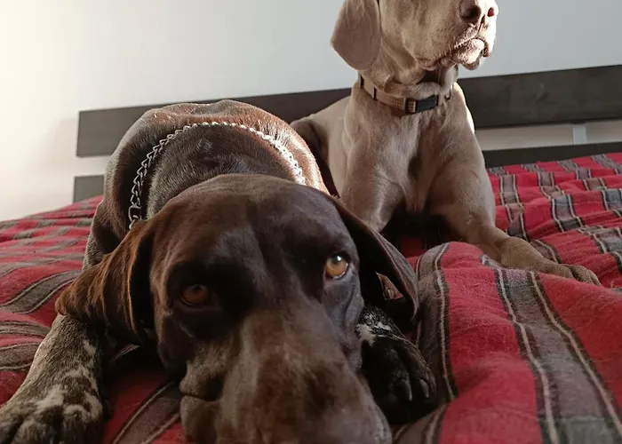 Chill And Fun - - Only Accommodatie bij particulieren Matosinhos (Porto)